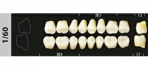 Зубы жеват. низ  В2 1/60 (8шт), Супер Люкс